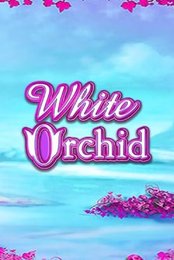 White Orchid Free Play in Demo Mode