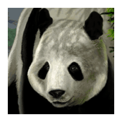 Icon 3 Untamed – Giant Panda