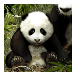 Icon 4 Untamed – Giant Panda