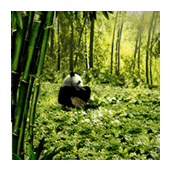 Icon 5 Untamed – Giant Panda