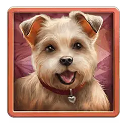 Icon 3 Diamond Doggies