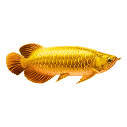 Symbol 2 Arowanas Luck