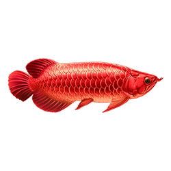 Symbol 3 Arowanas Luck