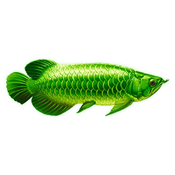 Symbol 4 Arowanas Luck