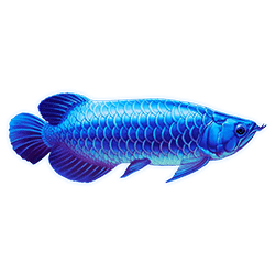 Symbol 5 Arowanas Luck