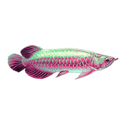 Symbol 1 Arowanas Luck