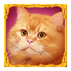 Wild Symbol of Funny Cats Slot