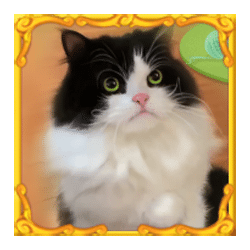 Icon 4 Funny Cats