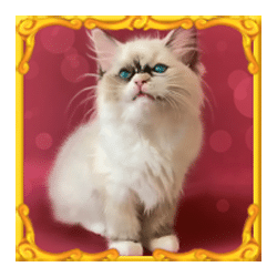 Icon 5 Funny Cats