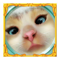 Icon 6 Funny Cats