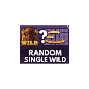 RANDOM SINGLE WILD image